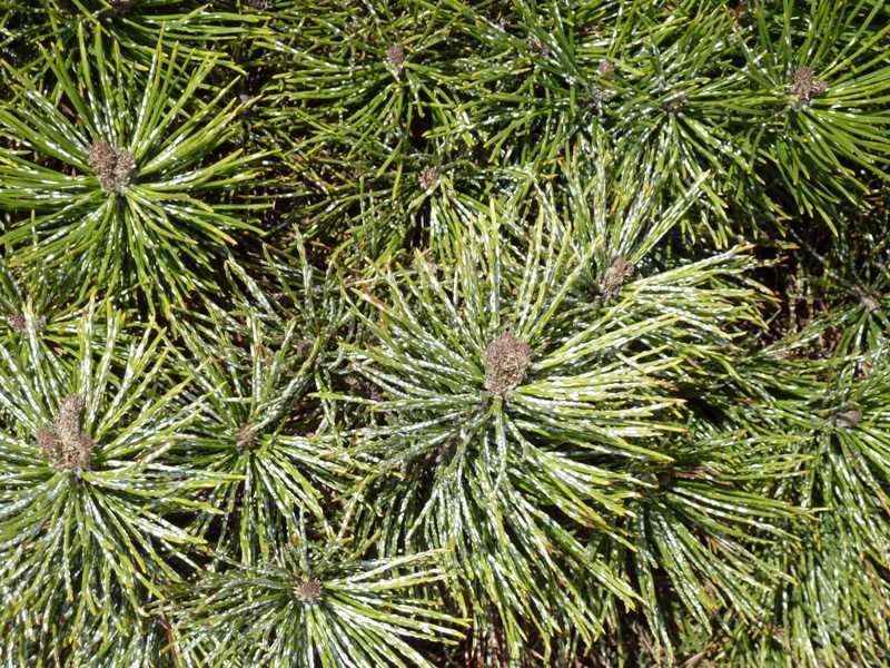 Pine needle scale